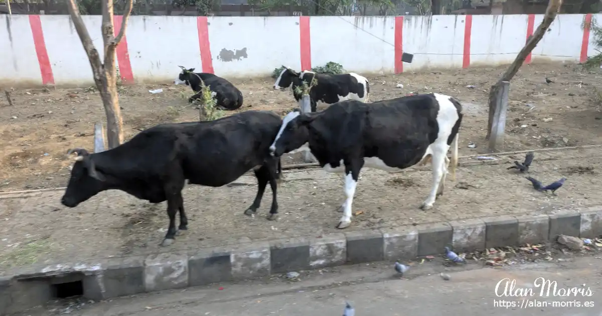 Cows on a Delhi street.