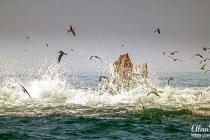 birds