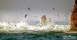 birds