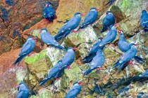 birds2