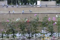 Birds bathing in a fountain.