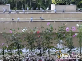 Birds bathing in a fountain.