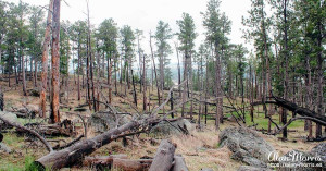 New growth on trees hit by lightning.