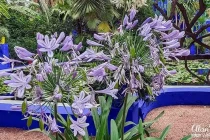 majorelle garden29