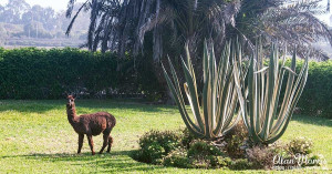 Llama in the museum gardens at Pachacamac. Llama in the museum gardens at Pachacamac.