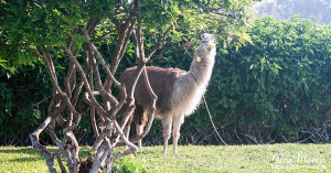 Llama in the museum gardens at Pachacamac. Llama in the museum gardens at Pachacamac.