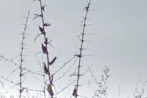 Birds on a branch of some shrubs.