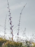 Birds on a branch of some shrubs.