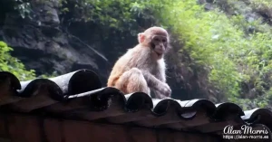 xiling gorge20