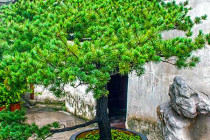 Tree in Yuyuan Gardens.